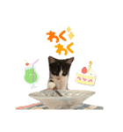 子猫(おと)のスタンプ（個別スタンプ：13）