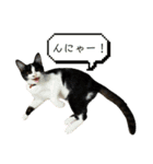 子猫(おと)のスタンプ（個別スタンプ：15）