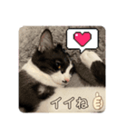 子猫(おと)のスタンプ（個別スタンプ：16）