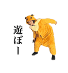 まきぐその日常会話（個別スタンプ：17）