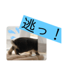 会話にピッタリ！げんまいLINEスタンプ（個別スタンプ：4）