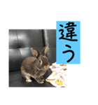 会話にピッタリ！げんまいLINEスタンプ（個別スタンプ：22）