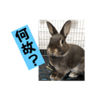 会話にピッタリ！げんまいLINEスタンプ（個別スタンプ：24）