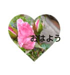 MyGardenFlower6（個別スタンプ：1）