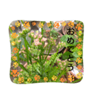 MyGardenFlower6（個別スタンプ：5）