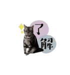 Sweet Baby ＆ Cats（個別スタンプ：2）