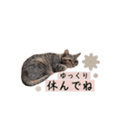 Sweet Baby ＆ Cats（個別スタンプ：13）