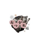 Sweet Baby ＆ Cats（個別スタンプ：14）