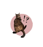 Sweet Baby ＆ Cats（個別スタンプ：22）