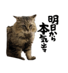 表情豊かな猫達の日常〜（個別スタンプ：6）