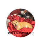 コチュのスタンプ4（個別スタンプ：5）