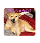 コチュのスタンプ4（個別スタンプ：7）