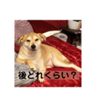 コチュのスタンプ4（個別スタンプ：8）