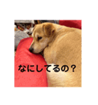コチュのスタンプ4（個別スタンプ：21）