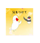 ピーぴよちゃんのスタンプ文鳥第2段（個別スタンプ：24）