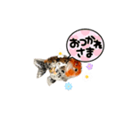 kiirobanagoldfish vol.2（個別スタンプ：3）