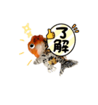 kiirobanagoldfish vol.2（個別スタンプ：6）