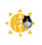 白黒ポメラニアン【日常】（個別スタンプ：1）