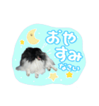 白黒ポメラニアン【日常】（個別スタンプ：2）