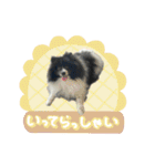 白黒ポメラニアン【日常】（個別スタンプ：4）