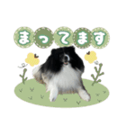 白黒ポメラニアン【日常】（個別スタンプ：6）