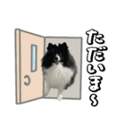 白黒ポメラニアン【日常】（個別スタンプ：9）