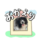 白黒ポメラニアン【日常】（個別スタンプ：10）