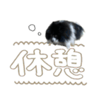 白黒ポメラニアン【日常】（個別スタンプ：12）