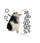 白黒ポメラニアン【日常】（個別スタンプ：13）