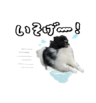白黒ポメラニアン【日常】（個別スタンプ：14）