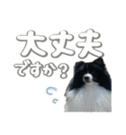 白黒ポメラニアン【日常】（個別スタンプ：16）