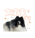 白黒ポメラニアン【日常】（個別スタンプ：17）