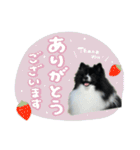 白黒ポメラニアン【日常】（個別スタンプ：18）