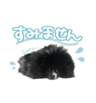 白黒ポメラニアン【日常】（個別スタンプ：20）