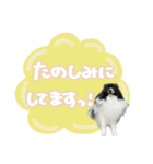 白黒ポメラニアン【日常】（個別スタンプ：24）