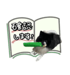 白黒ポメラニアン【日常】（個別スタンプ：30）
