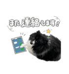 白黒ポメラニアン【日常】（個別スタンプ：31）