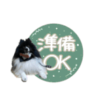 白黒ポメラニアン【日常】（個別スタンプ：32）