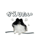 白黒ポメラニアン【日常】（個別スタンプ：33）