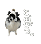 白黒ポメラニアン【日常】（個別スタンプ：34）