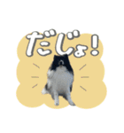 白黒ポメラニアン【日常】（個別スタンプ：38）