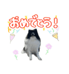 白黒ポメラニアン【日常】（個別スタンプ：39）