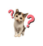 今過保護ねこスタンプ（個別スタンプ：1）