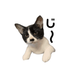 今過保護ねこスタンプ（個別スタンプ：3）