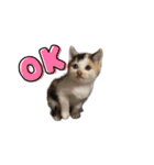 今過保護ねこスタンプ（個別スタンプ：4）