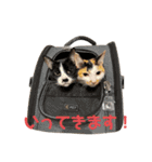 今過保護ねこスタンプ（個別スタンプ：5）