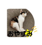 今過保護ねこスタンプ（個別スタンプ：7）