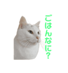 今過保護ねこスタンプ（個別スタンプ：8）