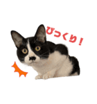 今過保護ねこスタンプ（個別スタンプ：10）