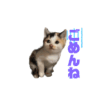 今過保護ねこスタンプ（個別スタンプ：11）